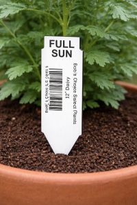Printed Pot Stake in Pot of Annuals